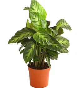 Korbmarante - Calathea cultivars, verschiedene Sorten