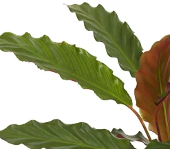 Korbmarante - Calathea cultivars, verschiedene Sorten