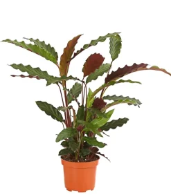 Korbmarante - Calathea cultivars, verschiedene Sorten
