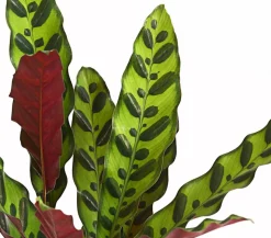 Korbmarante - Calathea lancifolia
