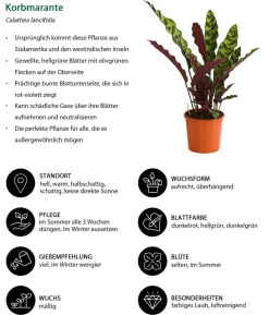 Korbmarante - Calathea lancifolia