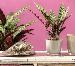 Korbmarante - Calathea lancifolia