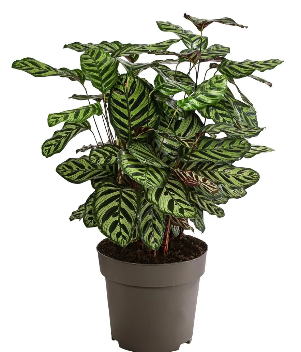 Korbmarante - Calathea makoyana