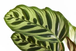 Korbmarante - Calathea makoyana