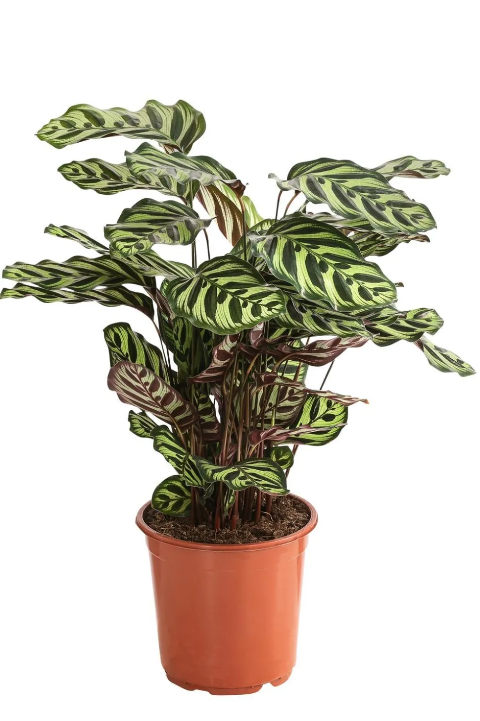 Korbmarante - Calathea makoyana
