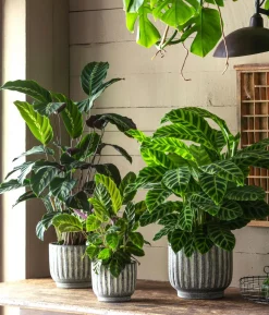 Korbmarante - Calathea 'Maui Queen'