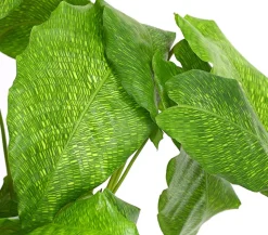 Korbmarante - Calathea mosaica
