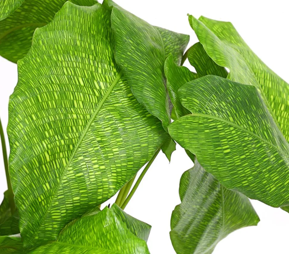 Korbmarante - Calathea mosaica