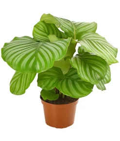 Korbmarante - Calathea orbifolia