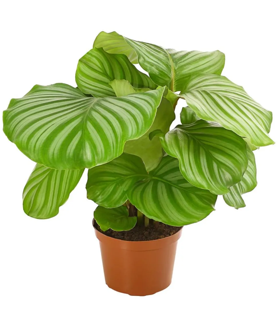 Korbmarante - Calathea orbifolia