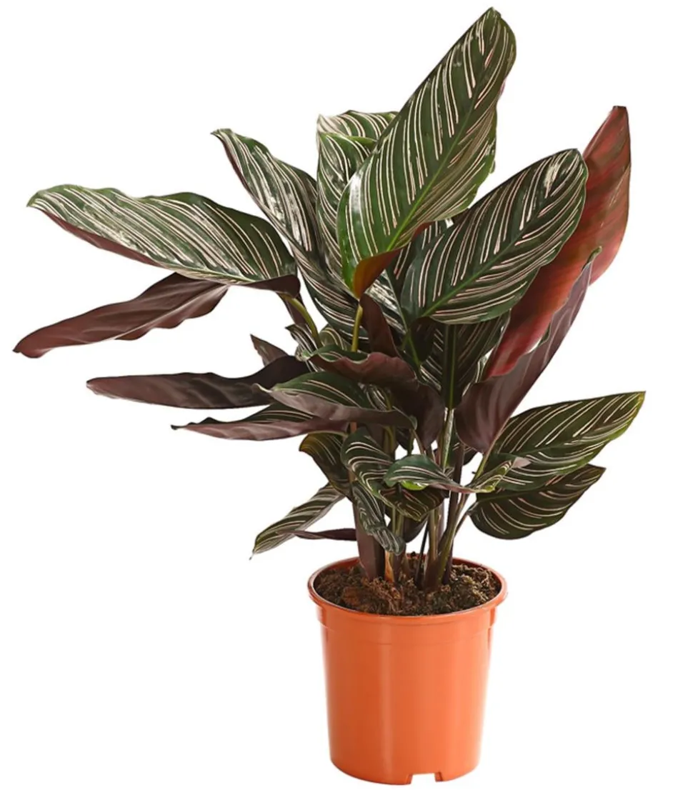Korbmarante - Calathea ornata