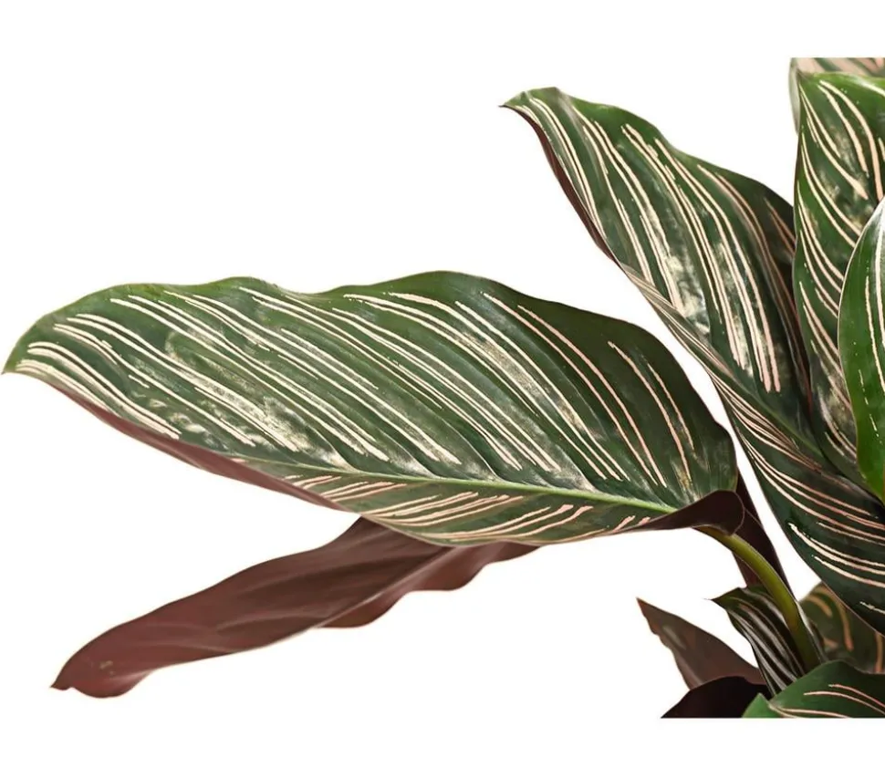 Korbmarante - Calathea ornata