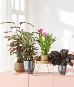 Korbmarante - Calathea 'Whitestar'