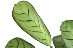 Korbmarante - Ctenanthe burle-marxii