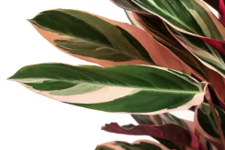 Korbmarante - Strohmanthe sanguinea 'Triostar'