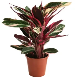 Korbmarante - Strohmanthe sanguinea 'Triostar'