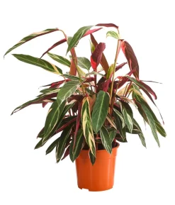 Korbmarante - Strohmanthe sanguinea 'Triostar'