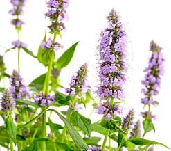 Koreanische Minze 'Blue Fortune'