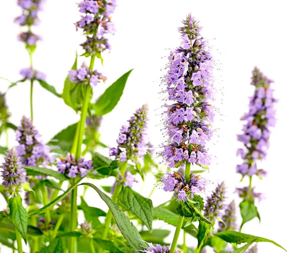 Koreanische Minze 'Blue Fortune'