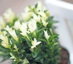 Kriech-Spindelstrauch 'Paloma Blanca'