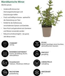 Kräuter-Set Dufterlebnis, 6-teilig