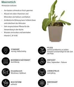 Kräuter-Set Aroma-Spezialisten, 3-teilig