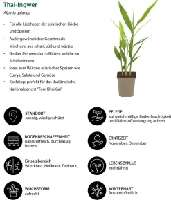 Kräuter-Set Aroma-Spezialisten, 3-teilig