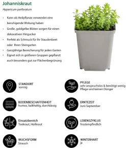 Kräuter-Set Bienenkräuter, 6-teilig