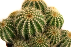 Kugelkaktus - Eriocactus warasii