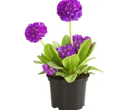 Kugelprimel