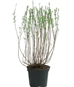 Kugelweide 'Nana'