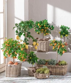Kumquat