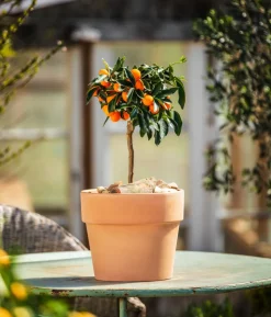 Kumquat
