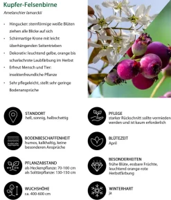 Kupfer-Felsenbirne