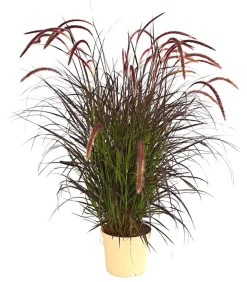 Lampenputzergras 'Chelsea'