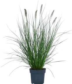 Lampenputzergras 'Hameln'