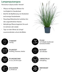 Lampenputzergras 'Hameln'