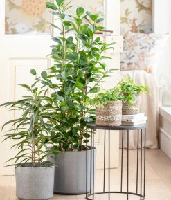 Langblättriger Feigenbaum - Ficus binnendijkii 'Alii'