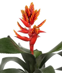 Lanzenrosette - Aechmea pepita 'Elegant Flames', in Keramik