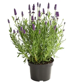 Lavendel