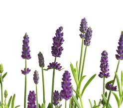 Lavendel