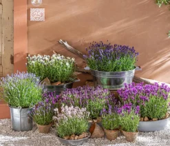 Lavendel