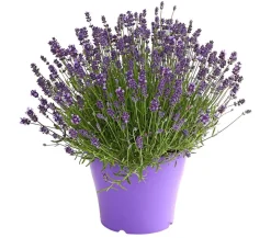 Lavendel