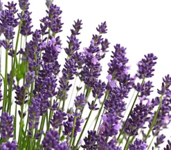 Lavendel