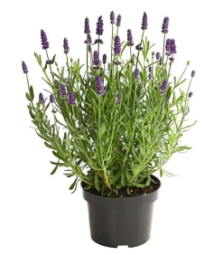 Lavendel