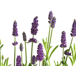 Lavendel