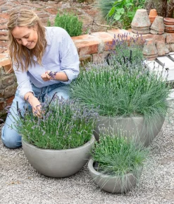 Lavendel