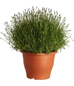 Lavendel