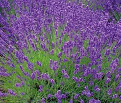 Lavendel 'Royal Blue'
