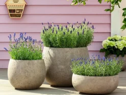 Lavendel 'Royal Blue'